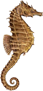 Seahorse File Transparent PNG Image