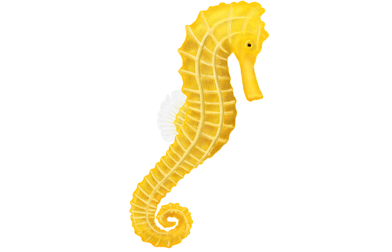 Seahorse Transparent PNG Image