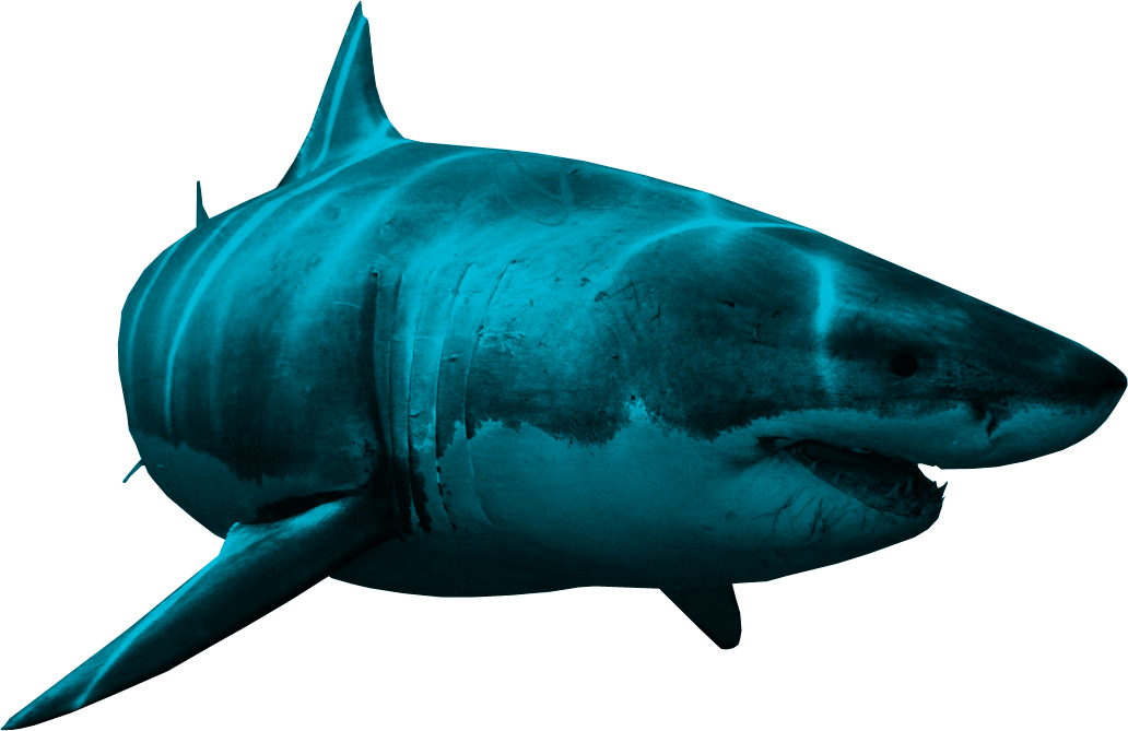 Shark Transparent PNG Image