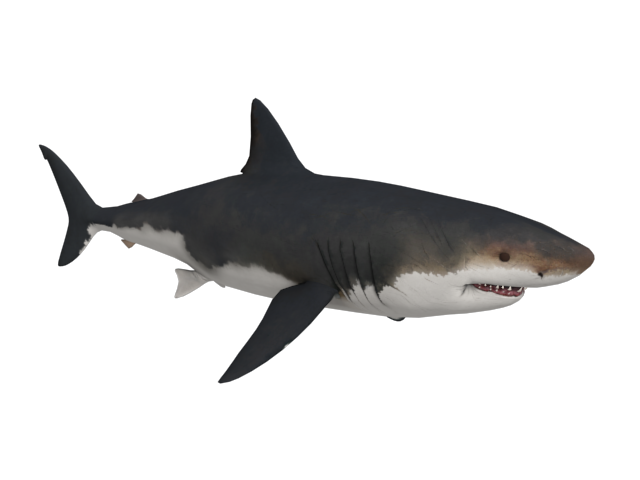 Megalodon Shark Aquatic Transparent PNG Image