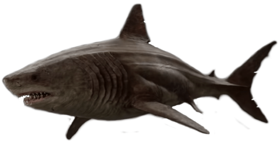 Megalodon Shark Aquatic Transparent PNG Image