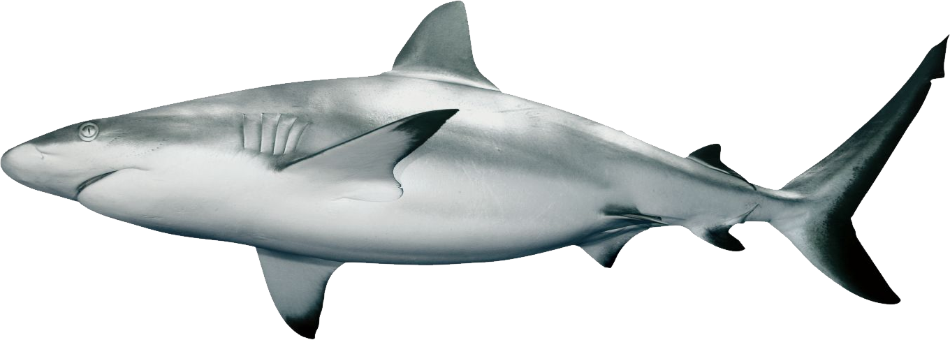 Megalodon Shark Aquatic Transparent PNG Image