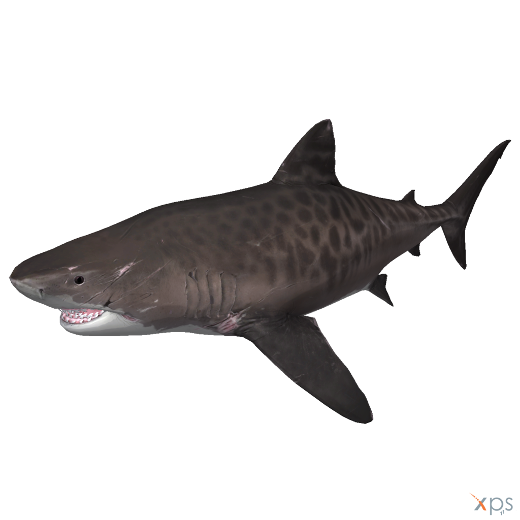 Megalodon Shark Aquatic File Transparent PNG Image