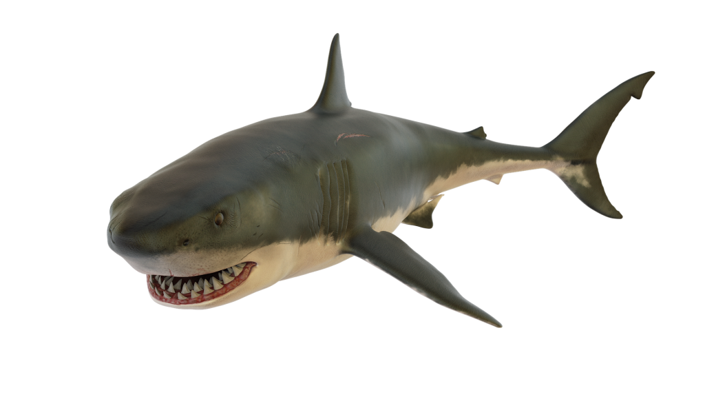 Megalodon Shark Aquatic Transparent PNG Image