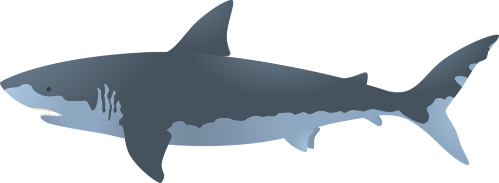 Big Shark Megalodon Transparent PNG Image