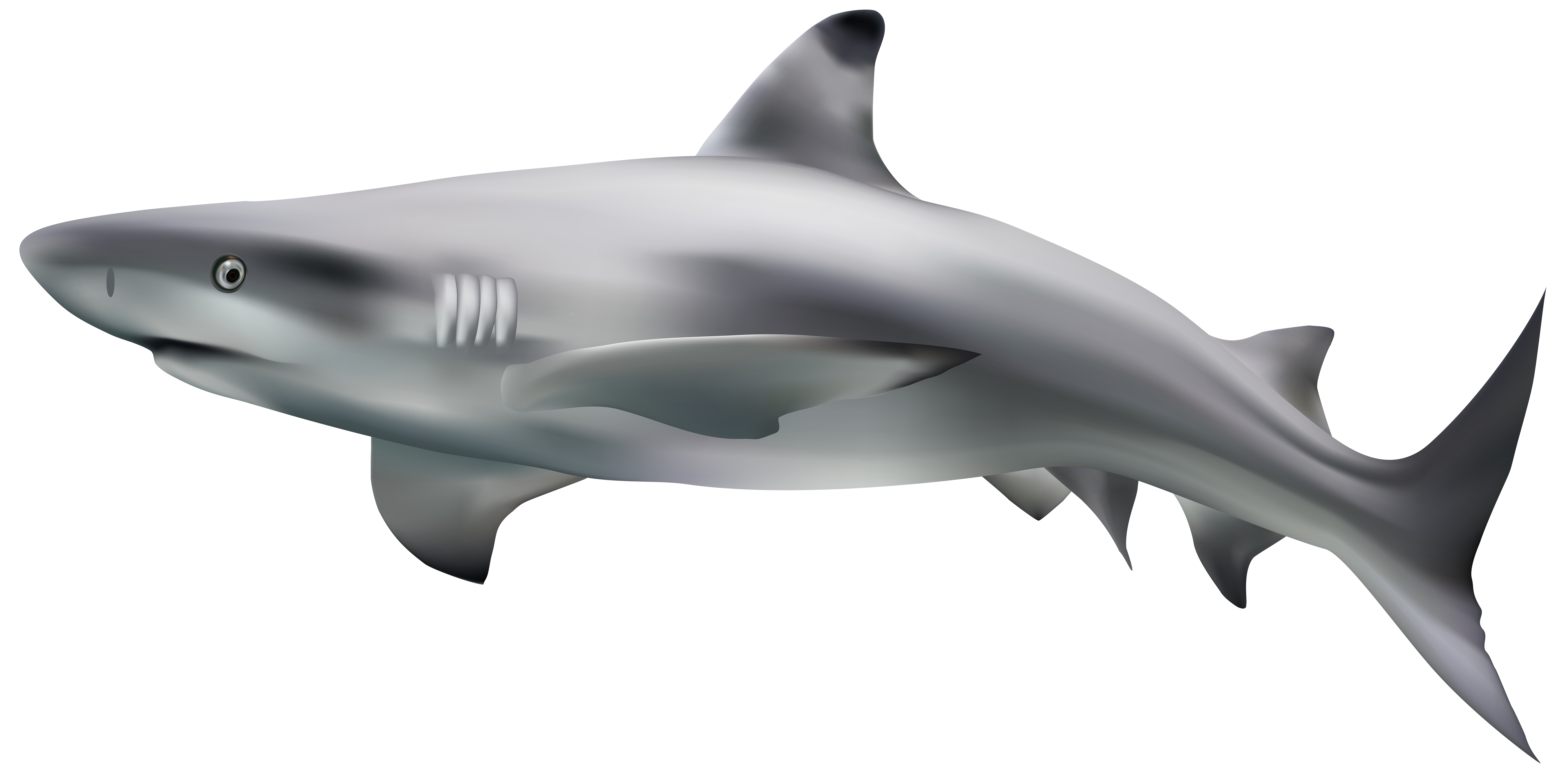 Big Shark Megalodon Transparent PNG Image