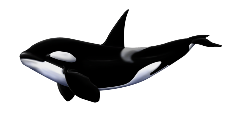 Big Shark Megalodon Transparent PNG Image