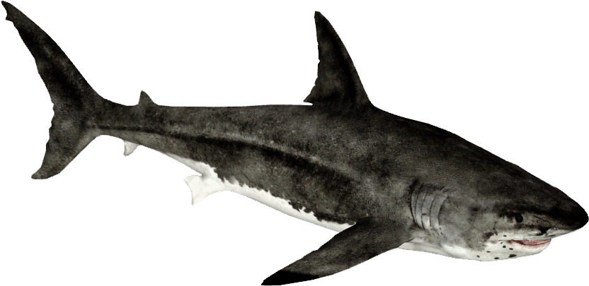 Big Shark Megalodon Transparent PNG Image