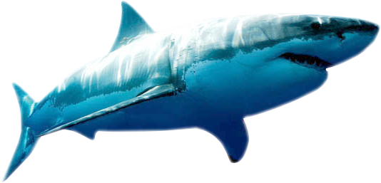 Blue Megalodon Shark Transparent PNG Image