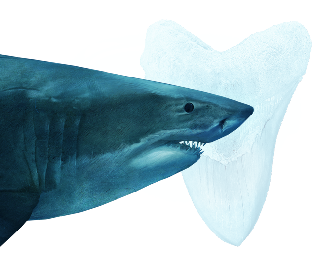 Megalodon Shark Face Transparent PNG Image
