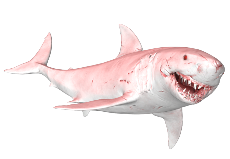 Megalodon Shark Face File Transparent PNG Image