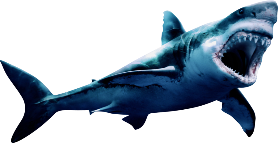 Megalodon Shark Face Transparent PNG Image