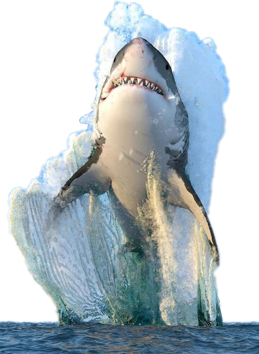 Megalodon Shark Face Transparent PNG Image