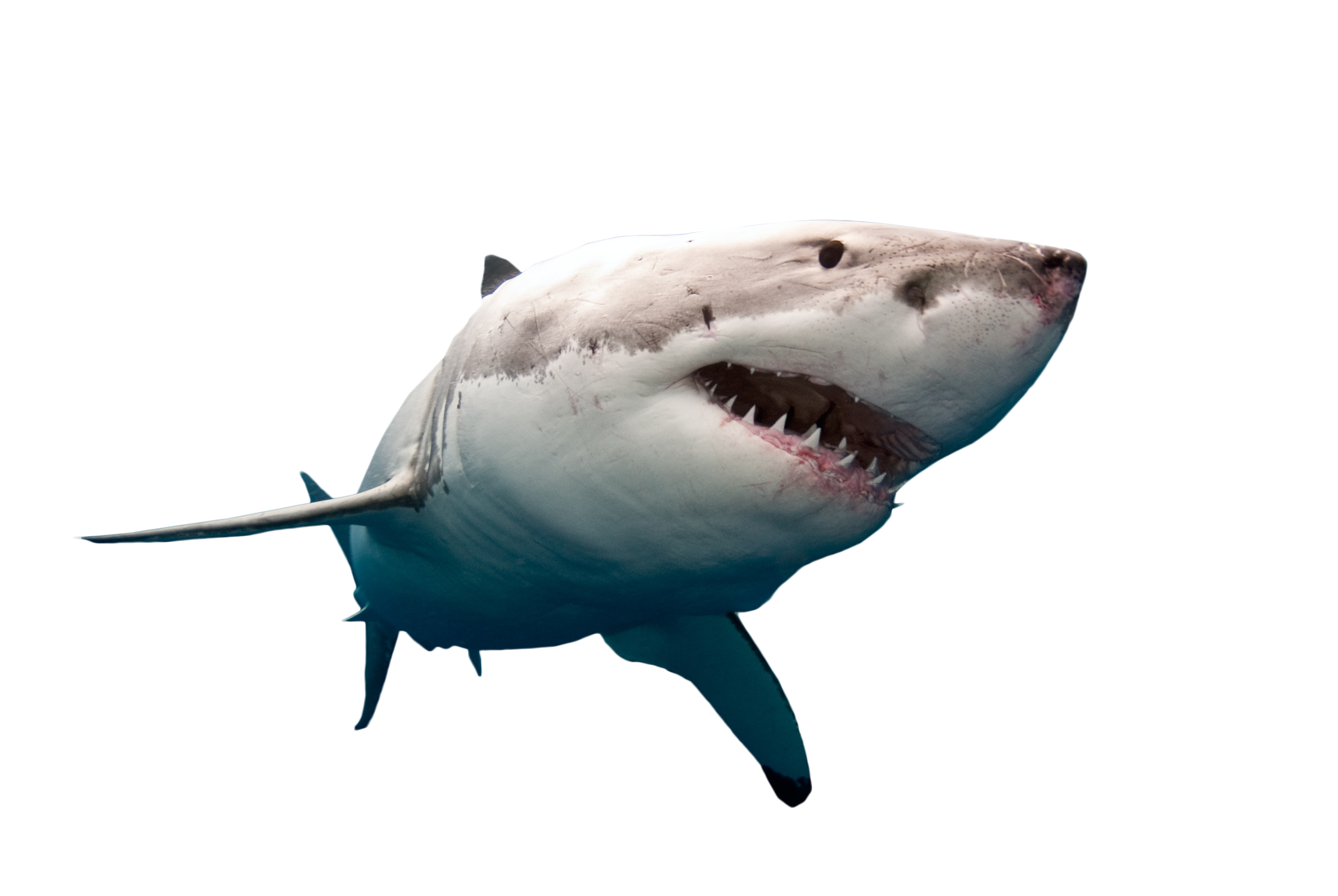 Megalodon Shark Face Transparent PNG Image