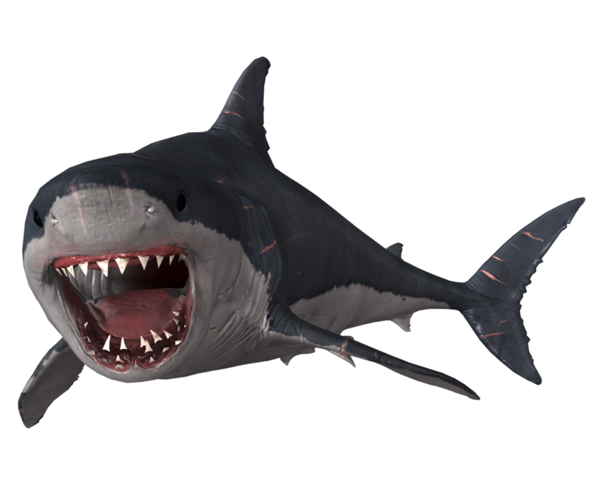 Megalodon Shark Face Transparent PNG Image