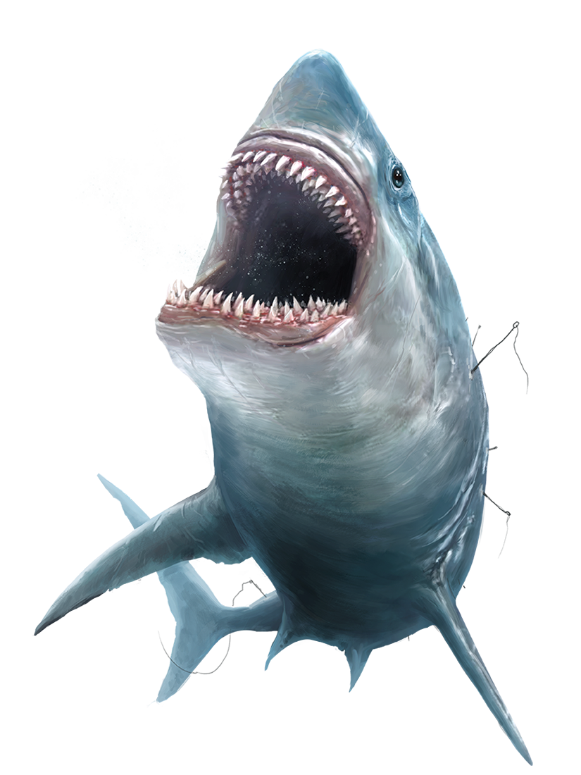 Megalodon Shark Face Transparent PNG Image