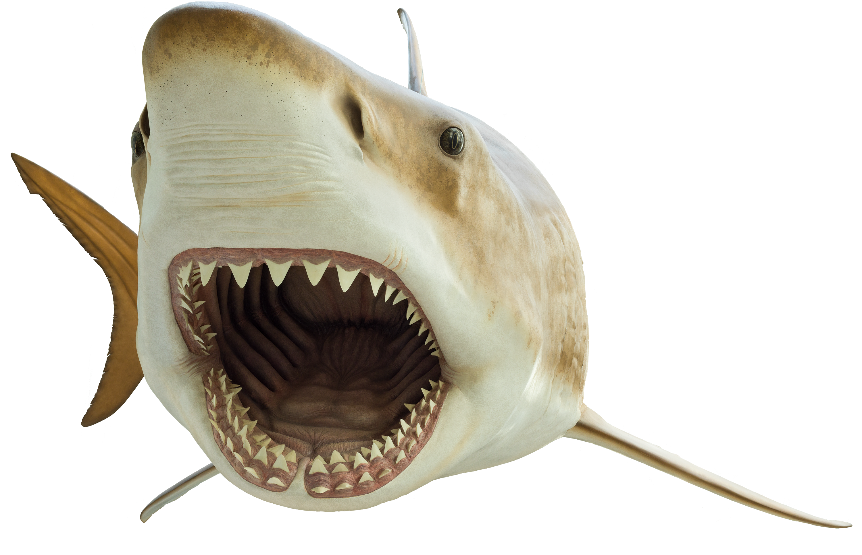 Megalodon Shark Face File Transparent PNG Image