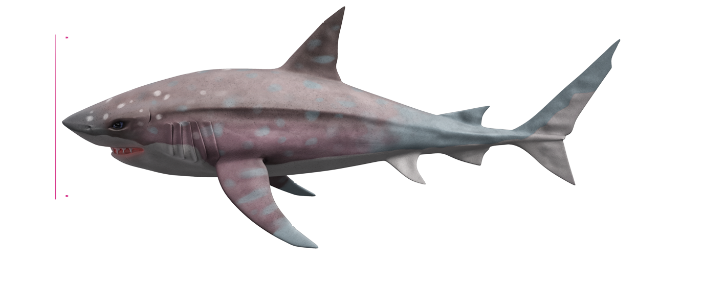 Megalodon Shark File Transparent PNG Image