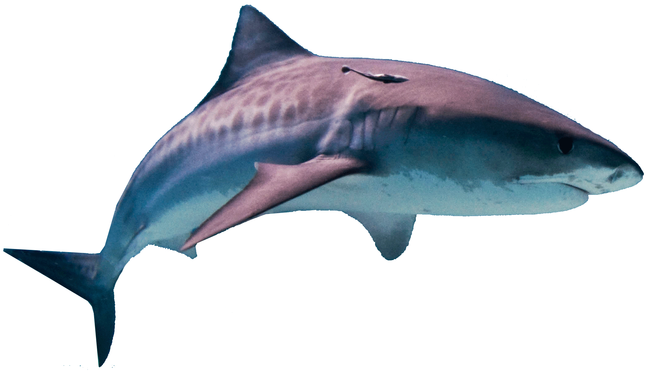 Megalodon Shark Transparent PNG Image
