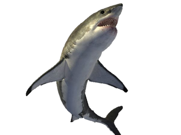 Megalodon Shark Transparent PNG Image