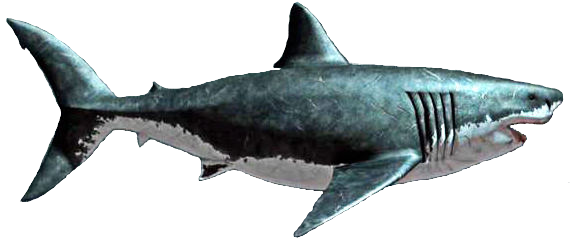 Megalodon Shark File Transparent PNG Image