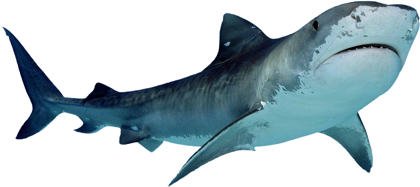 Shark Nemo Transparent PNG Image