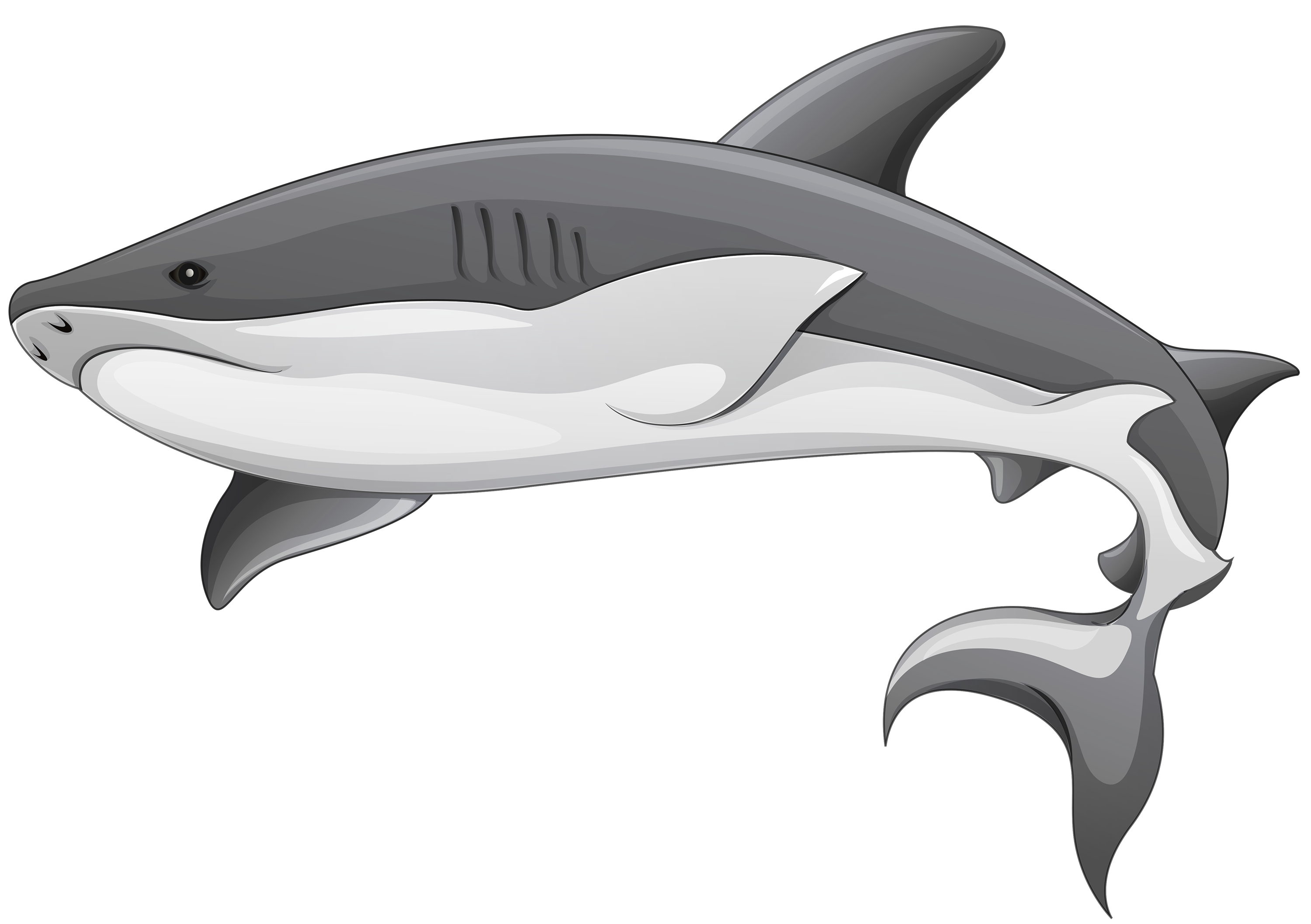 Real Shark Aquatic Transparent PNG Image