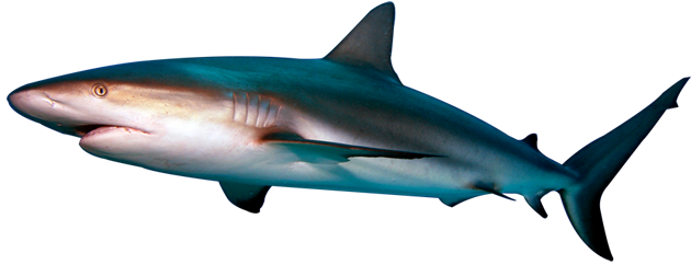 Real Shark Aquatic Transparent PNG Image