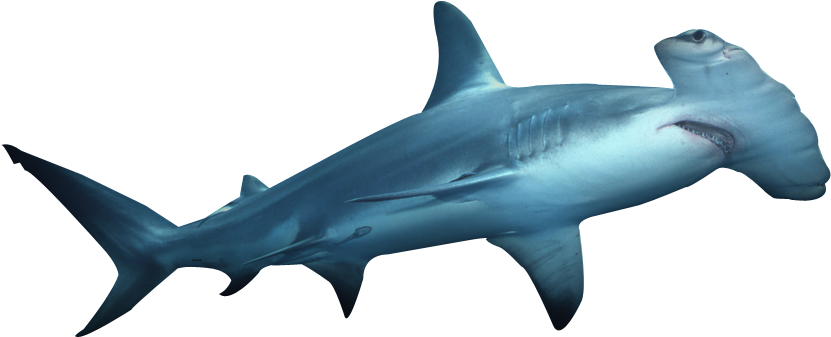 Real Shark Aquatic Transparent PNG Image