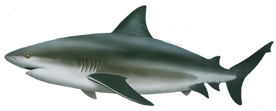 Real Shark Aquatic Transparent PNG Image