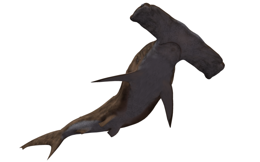 Real Shark Aquatic Transparent PNG Image