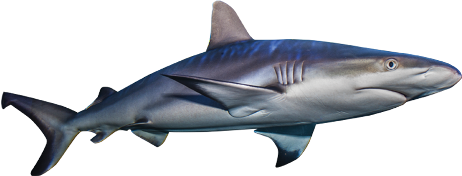 Real Shark Aquatic Transparent PNG Image