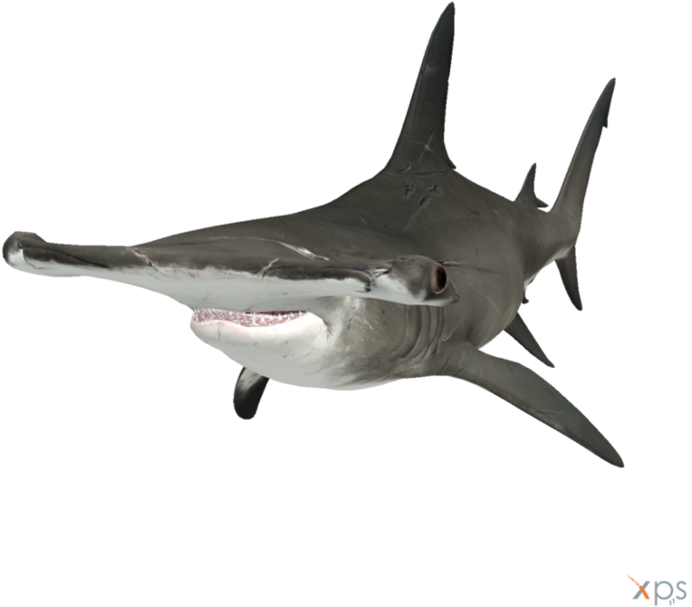 Real Shark Aquatic Transparent PNG Image
