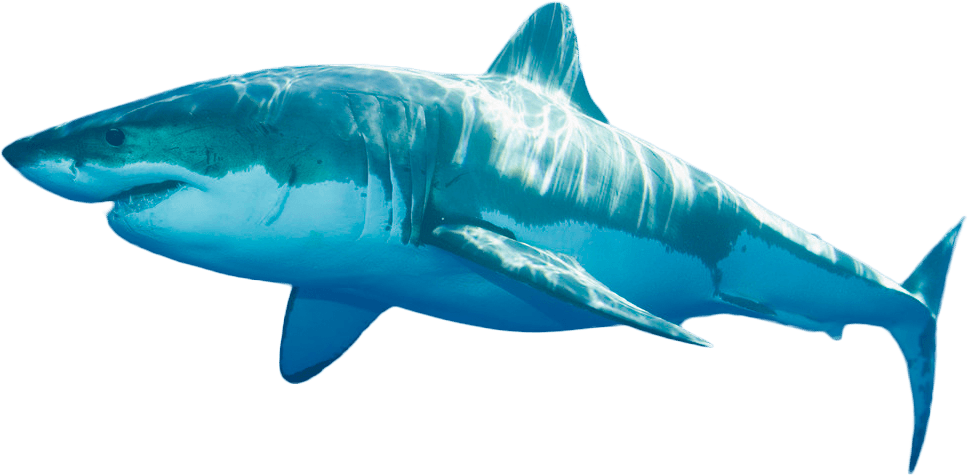 Blue Real Shark Transparent PNG Image