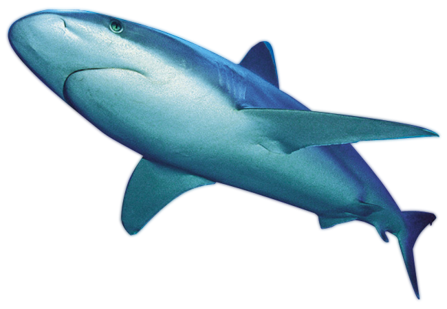 Blue Real Shark Transparent PNG Image