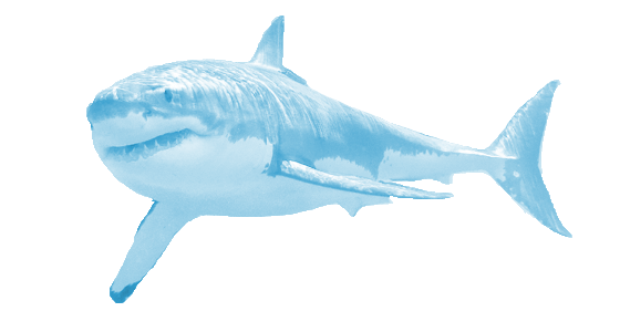 Real Shark Transparent PNG Image