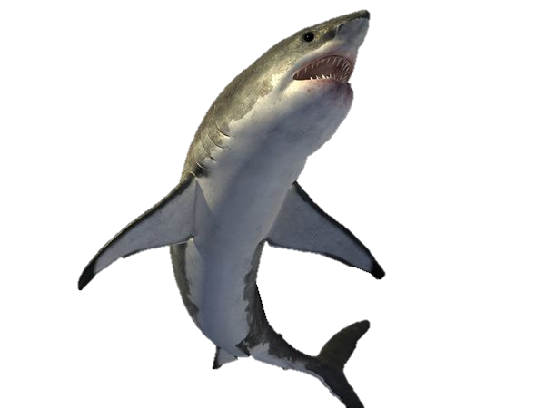 Real Shark Transparent PNG Image