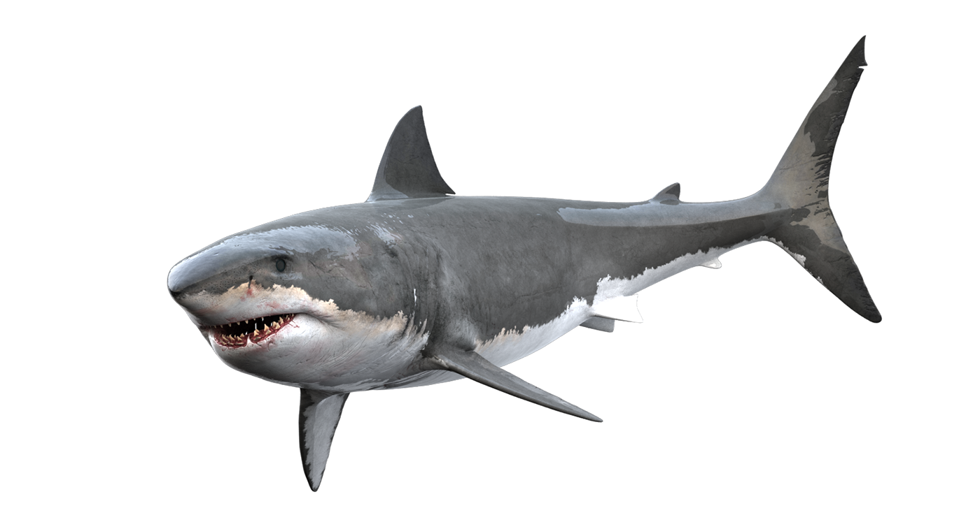 Real Shark Transparent PNG Image