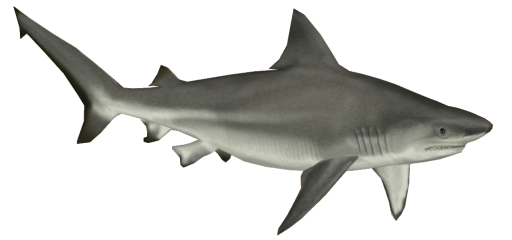 Real Shark Transparent PNG Image