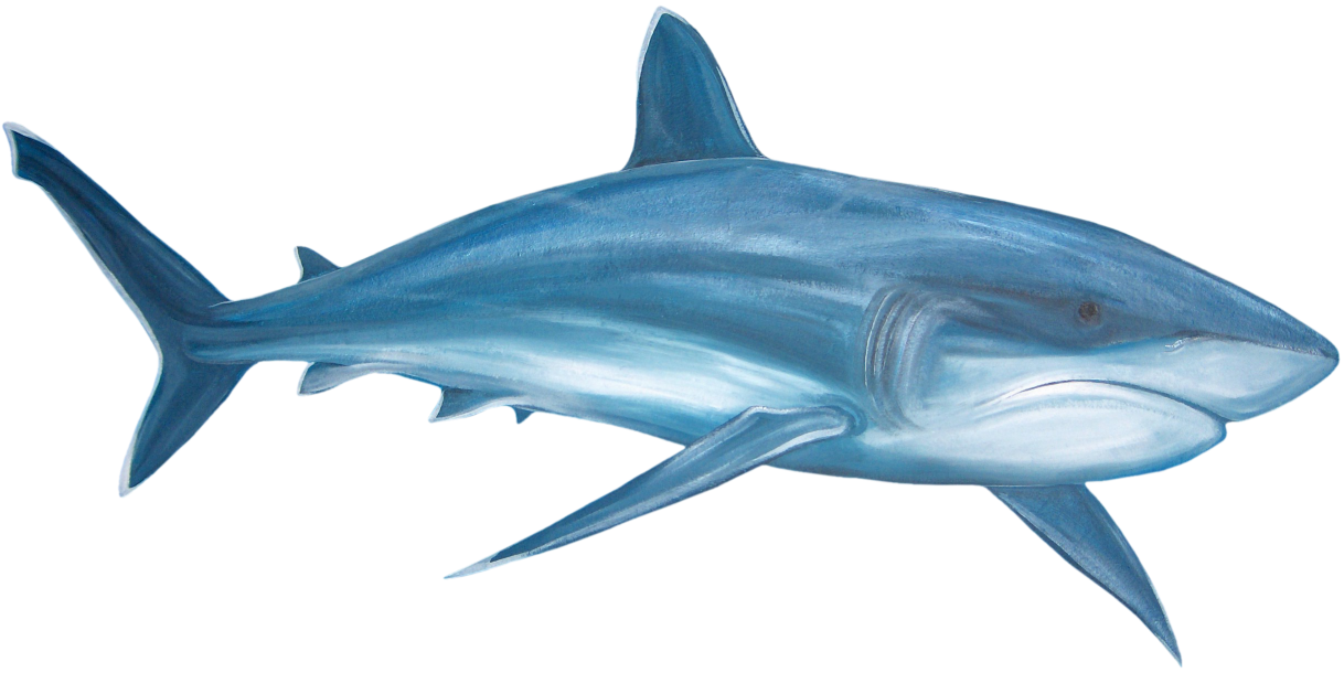 Real Shark Transparent PNG Image