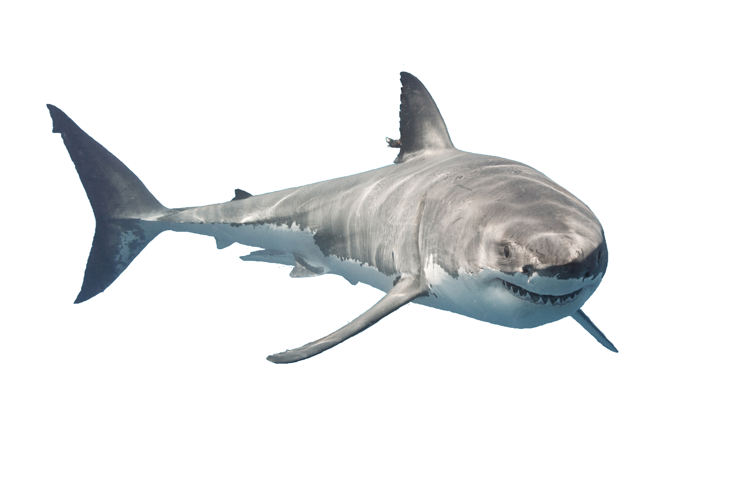 Real Whale Shark Transparent PNG Image