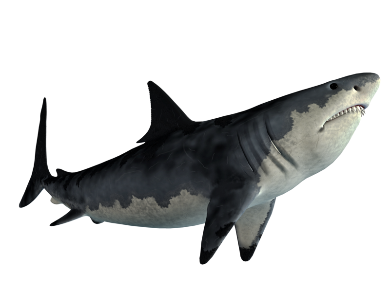Real Whale Shark Transparent PNG Image