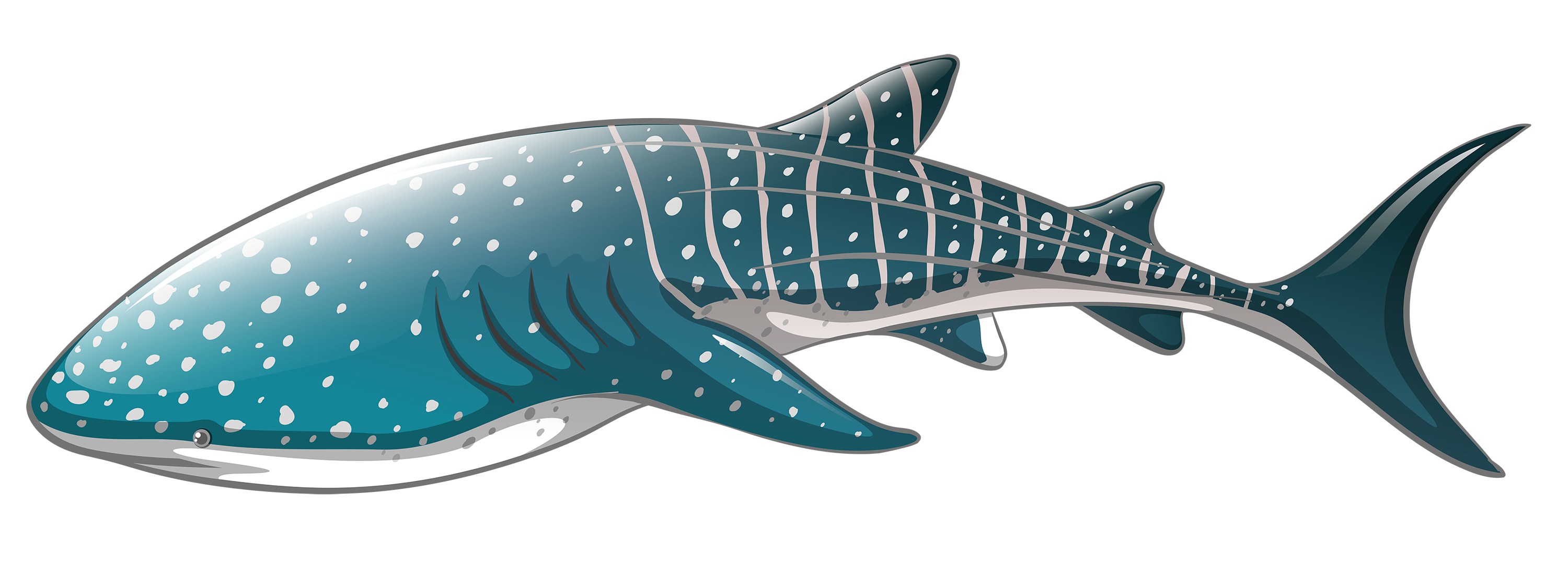 Real Whale Shark Transparent PNG Image
