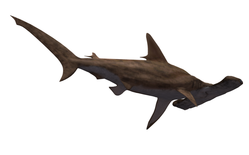 Real Whale Shark Transparent PNG Image
