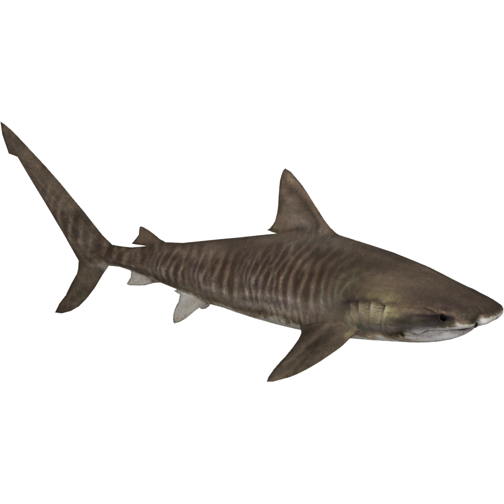 Real Whale Shark Transparent PNG Image