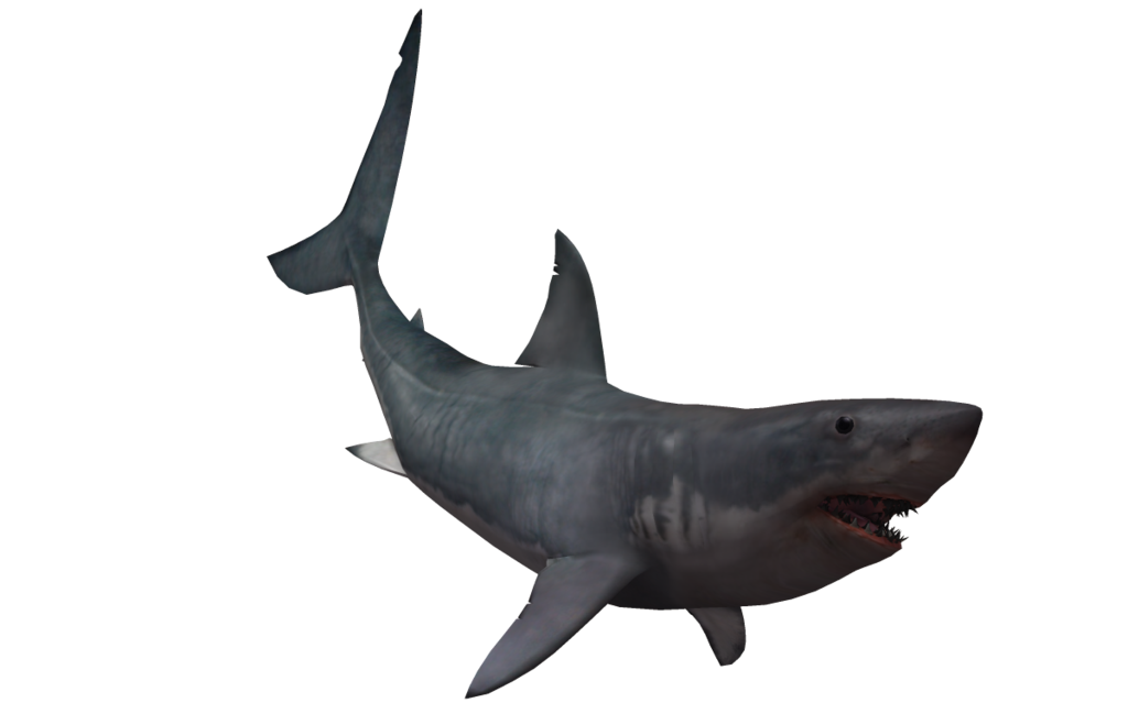 Real Whale Shark Transparent PNG Image