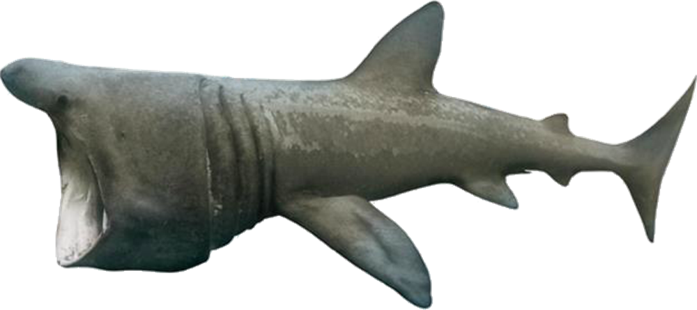 Real Wildlife Shark Transparent PNG Image
