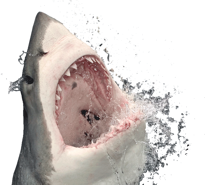 Real Wildlife Shark Transparent PNG Image