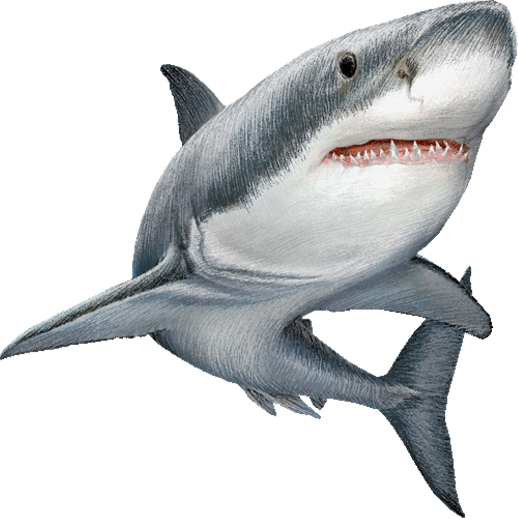Real Wildlife Shark Transparent PNG Image