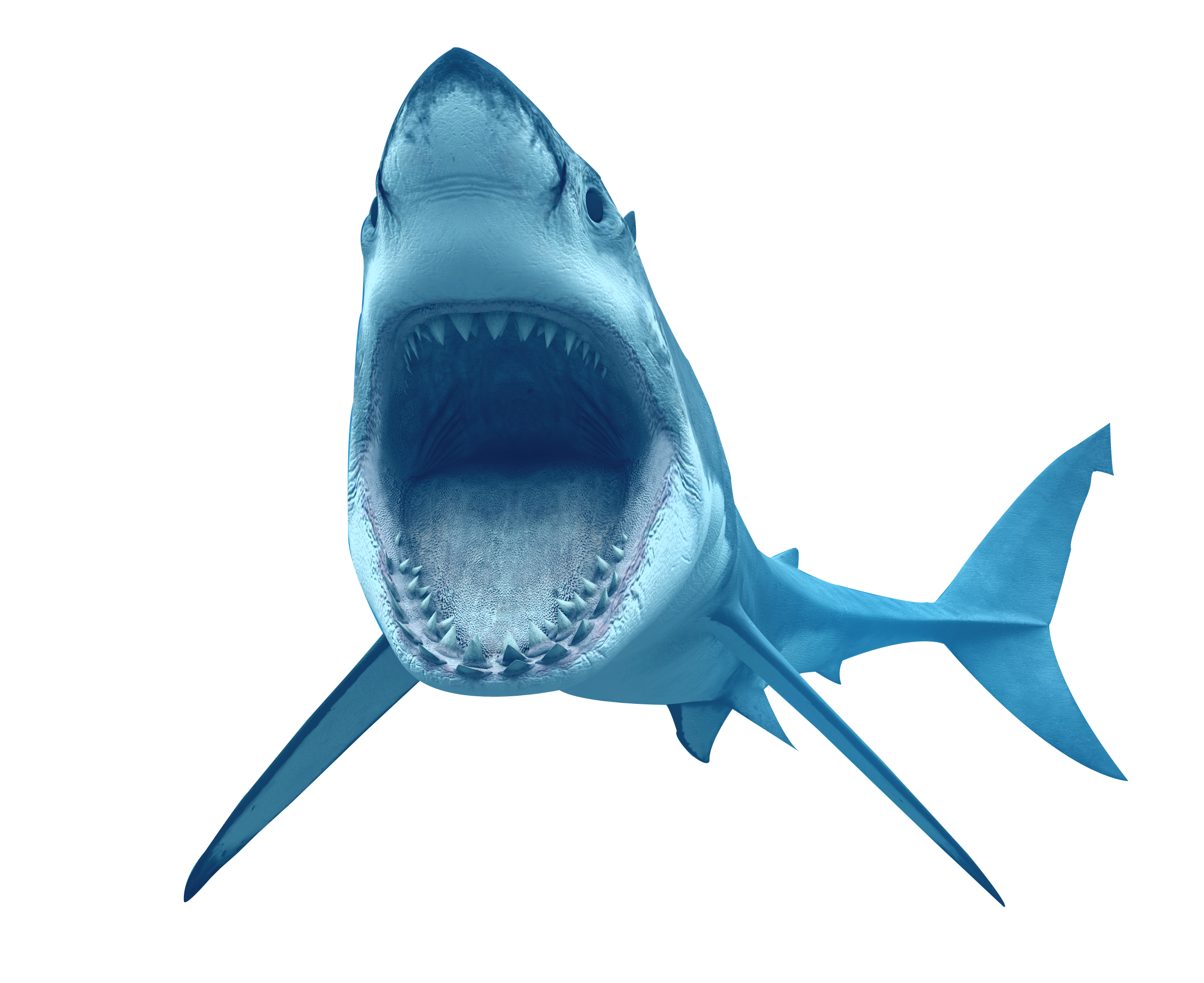 Real Wildlife Shark Transparent PNG Image